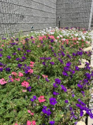 �_�ސ쌧���l�s��q��m����1���ڂ̒��È�ˌ��Ă̂��̑�