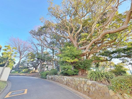 �_�ސ쌧���l�s���捪�݉��]��̒��Ã}���V�����̉摜