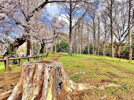 その他　桜がきれいな岡沢町公園までは徒歩約2分。夏は緑豊かな緑道、春は桜がキレイな緑道。近隣の方たちの散策コースとなっています。